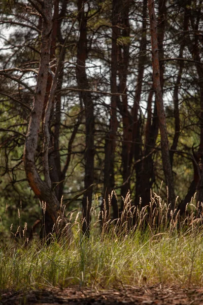Колоски Трави Ростуть Лісі Світяться Сонці Під Сосновим Деревом Розчистці — стокове фото
