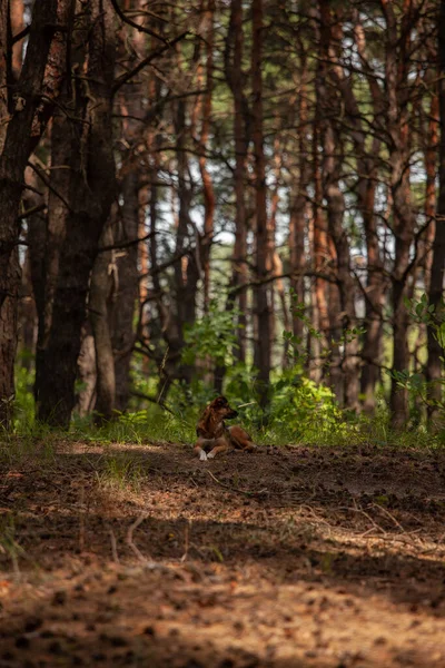 Jungtiere Auf Einem Baum Wald — Stockfoto
