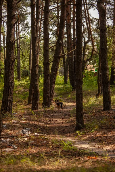 Dog in the forest near a pile of garbage ecology