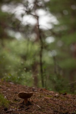 Ormanda çam ağacının altında büyük bir mantar yetişiyor.