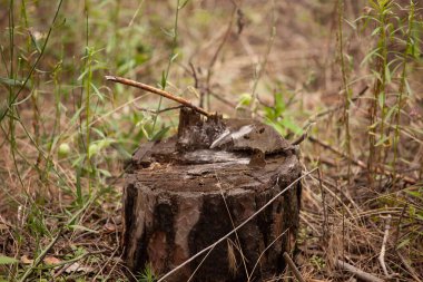 Kütükle kütüğün yakın plan görüntüsü.