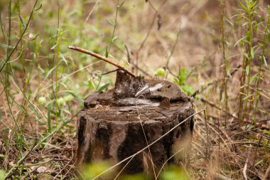 Ormandaki ölü ormanın kökleri, yakın plan.