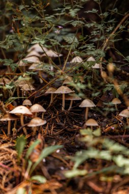 Güzel botanik fotoğrafı, doğal duvar kağıdı.