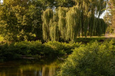 Söğüt dalları nehrin yukarısındaki parkta suyun üzerinde kıvrılır.