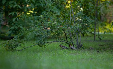 Yırtıcı bir kuş, ormanda küçük bir kedi.