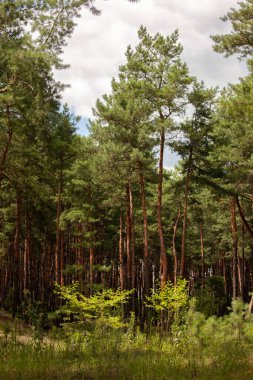 Ormanda kocaman yeşil uzun çam ağaçları