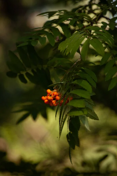 Rote Vogelbeeren Auf Einem Ast Wald — Stockfoto