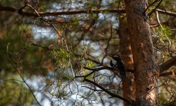 Ein Specht Wald Sitzt Auf Einem Baum Auf Einem Kiefernzweig — Stockfoto