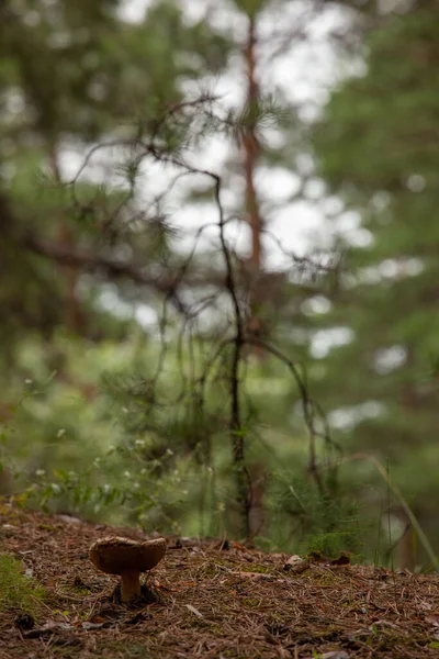 Крупним Планом Знімок Гриба Лісі — стокове фото
