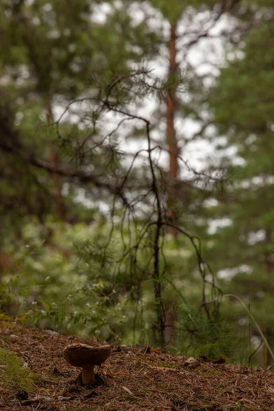Самотній Великий Гриб Росте Лісі Під Сосновим Деревом — стокове фото