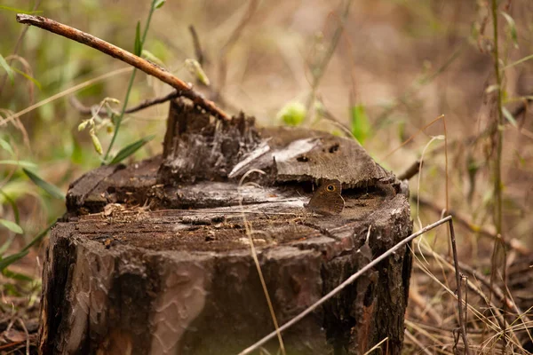 Butterfly Sits Tree Stump Forest — Stock Photo, Image