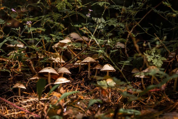 Herbstwald Flora Und Laub — Stockfoto