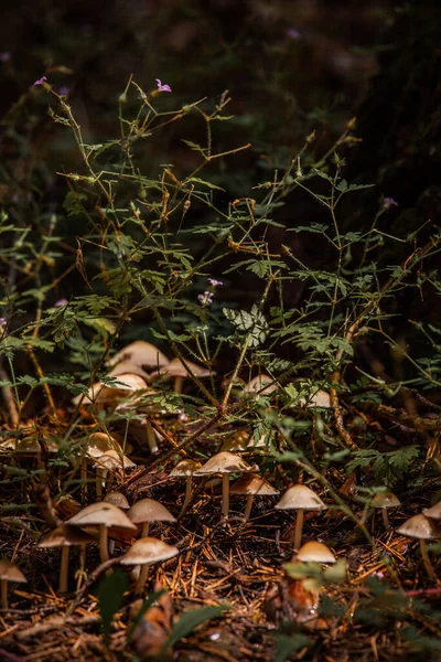 Uma Clareira Pequenos Cogumelos Toadstool Uma Clareira — Fotografia de Stock