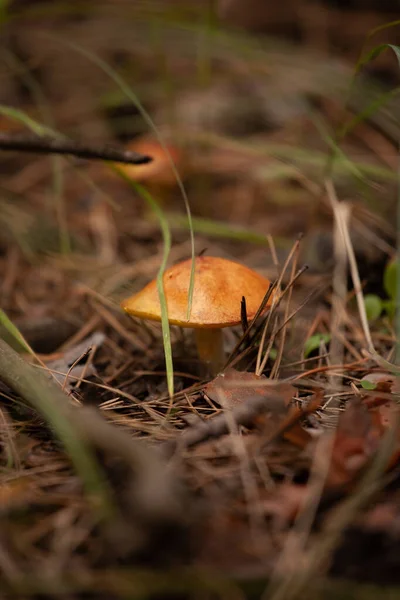 Grande Cogumelo Pitoresco Floresta — Fotografia de Stock