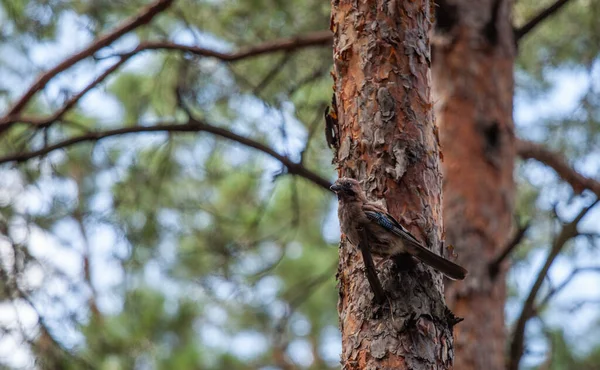Eine Nahaufnahme Eines Vogels Auf Einem Baum — Stockfoto