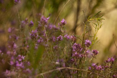 Güneş ışınlarında açık bir alanda leylak çayırı çiçekleri