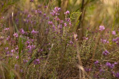 Güneş ışınlarında açık bir alanda leylak çayırı çiçekleri