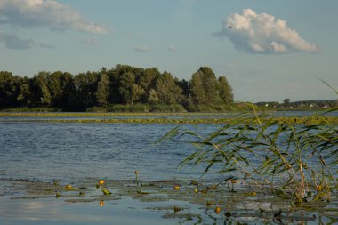 Parktaki gölün güzel manzarası