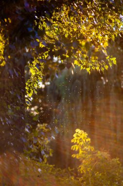 Ormandaki güveler Güneş ışınlarında