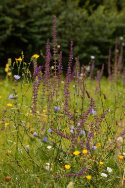 Yazın bir açıklıkta leylak çayırı çiçekleri