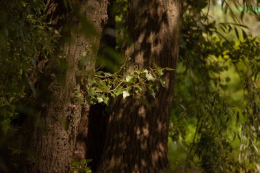 Yeşil kavak yaprakları güneşte parlar