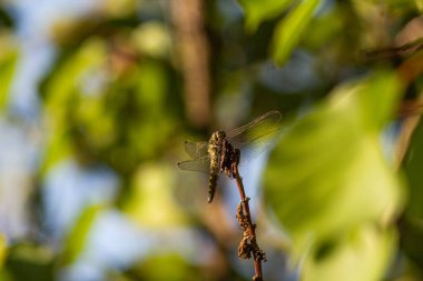 Ağacın yapraklarında şeffaf kanatları olan büyük yusufçuk.
