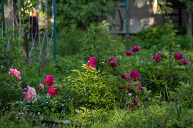 Kırsaldaki ahududu şakayıklarından oluşan büyük bir çiçek tarlası.