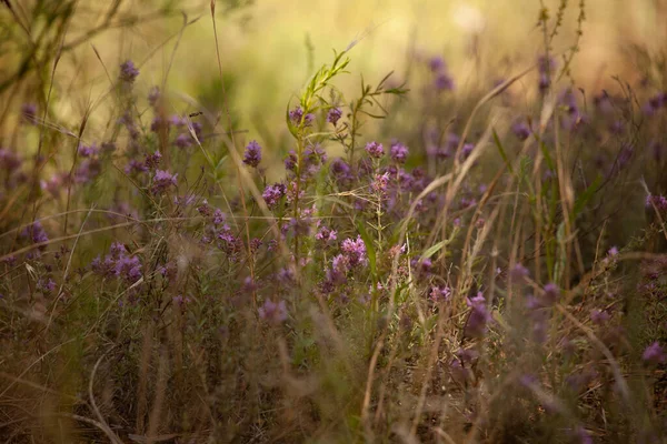 野原の美しい花々 — ストック写真