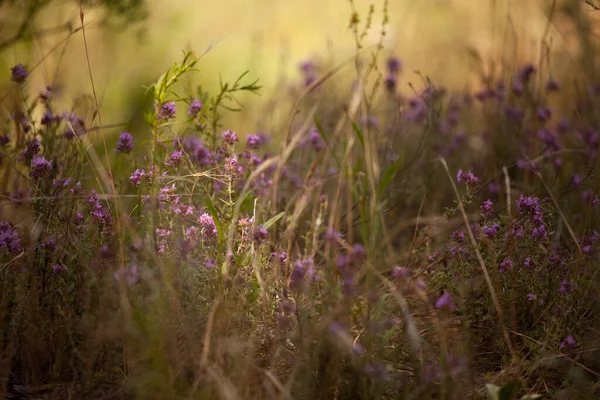 太陽の下で清らかな森の中の紫色の野生の花 — ストック写真