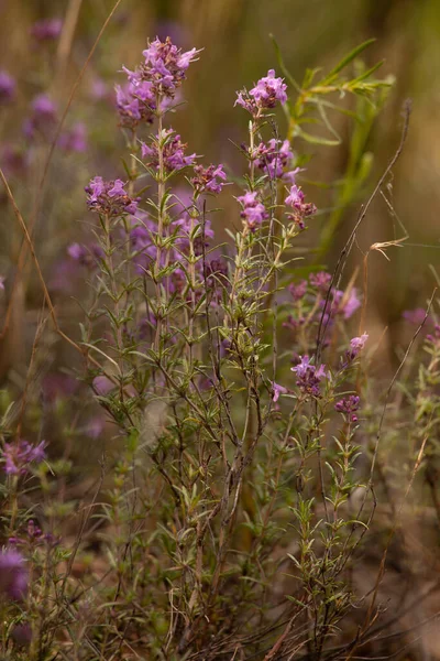 Vackra Blommor Trädgården — Stockfoto