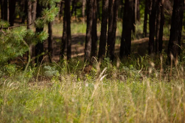 Великий Сірий Зайчик Лісі Влітку — стокове фото