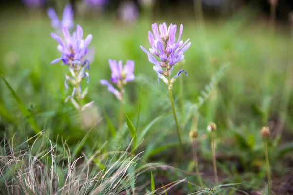 Lilac Vildblommor Växer Glänta — Stockfoto