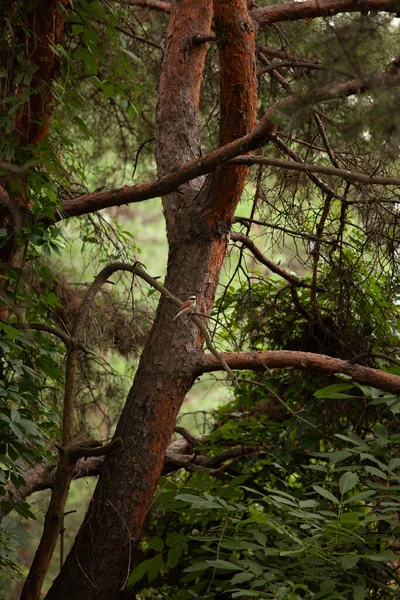 Маленький Птах Шеррік Сидить Сосновій Гілці Лісі — стокове фото