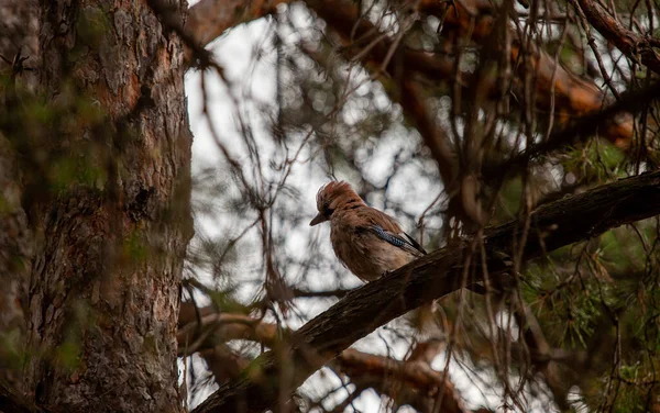 Ein Großer Eichelhäher Sitzt Auf Einem Baum Wald — Stockfoto