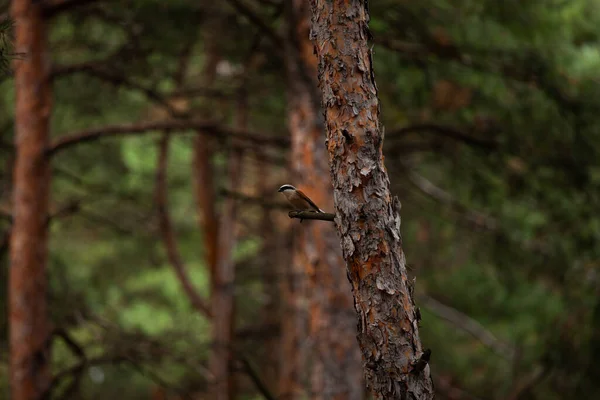 Ein Vogel Sitzt Auf Einem Ast — Stockfoto