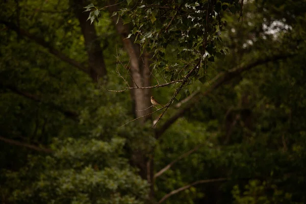 Ein Kleiner Würger Sitzt Auf Einem Ast Wald — Stockfoto