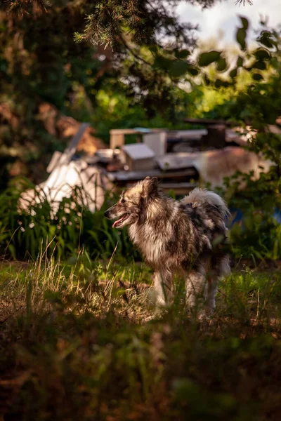 Grande Cão Desgrenhado Cinza Caminha Floresta Verão — Fotografia de Stock