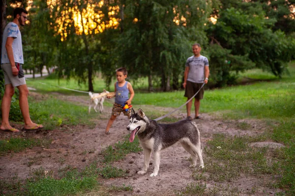 Família Caminhando Com Cães Parque — Fotografia de Stock