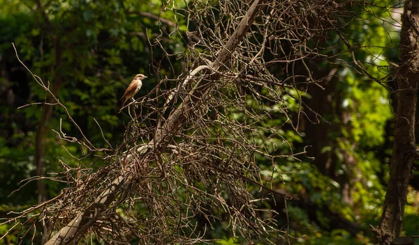 Würgervogel Sitzt Auf Einem Ast Eines Busches Wald — Stockfoto