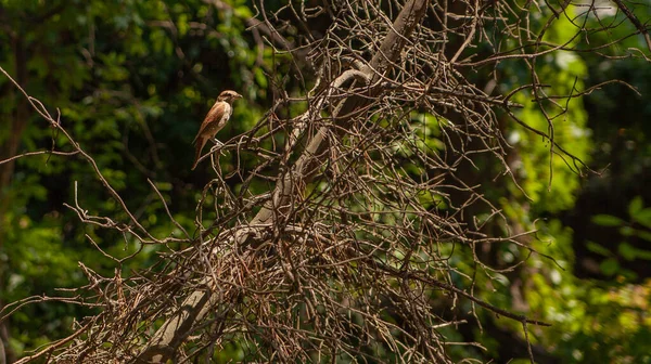 Würgervogel Sitzt Auf Einem Ast Eines Busches Wald — Stockfoto