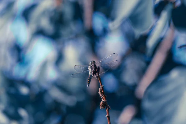 Libélula Grande Con Alas Transparentes Las Hojas Árbol —  Fotos de Stock