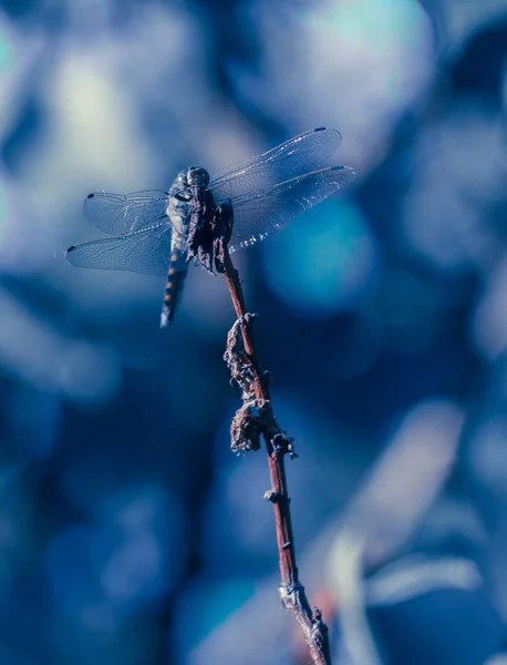 Libélula Sobre Fondo Azul —  Fotos de Stock