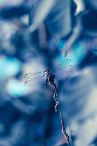 Primer Plano Del Insecto Concepto Naturaleza —  Fotos de Stock