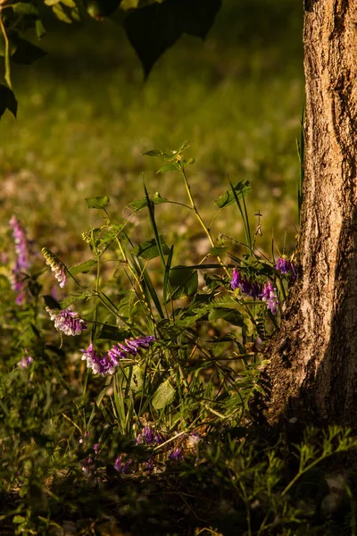 Mor Çiçekler Güneşin Altında Bir Çayırda Yetişir — Stok fotoğraf