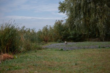 İsrail 'in kuzeyindeki göl ormanının manzarası.
