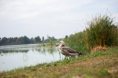Doğada güzel bir kuş