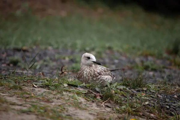 Piękny Ptak Natura Fauna Dzika Przyroda Flora — Zdjęcie stockowe