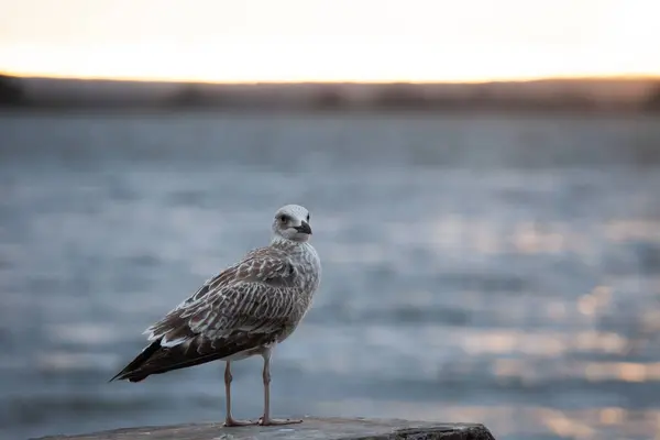 Gaivota Praia — Fotografia de Stock