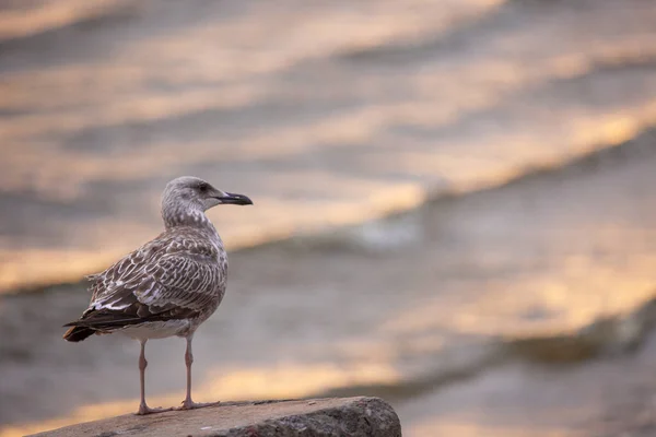 一只海鸥站在岩石上 一只大鸟在海岸上 在大海的背景下 — 图库照片