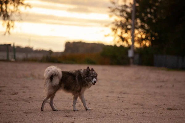 Large Gray Dog Runs Beach Evening Sunset — Stock Photo, Image